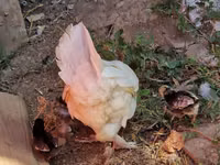 Chickens — Foto 4
