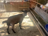 Chèvre, Czech Brown Shorthaired goats — photo 3