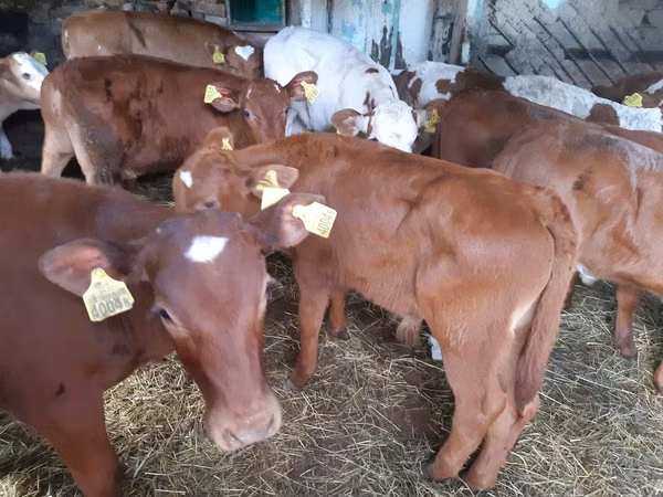 Bulle, Simmental cattle