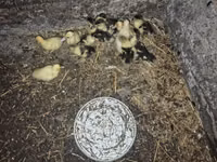 Ducks — الصورة 2