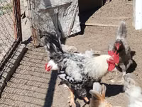 Chickens — zdjęcie 8