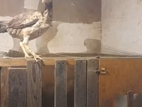 Chickens — foto 2