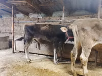 Bull, Swiss cattle — photo 2