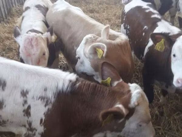 Skot (série, pohlaví neuvedeno), Simmental cattle