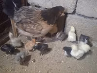 Chickens — Foto 2