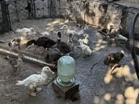 Ducks — फ़ोटो 1