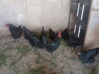 Chickens — Foto 1