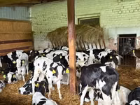 Taureau, Russian Black pied cattle — photo 1