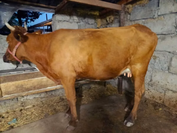 母牛, Cattle