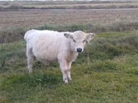 Buğa, Galloway inəyi — foto 2