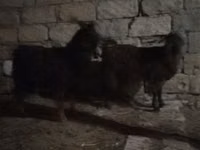 Kozel, Kozy — foto 4