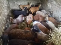 Owca, Cameroon sheep — zdjęcie 6