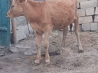 Krava, Skot — foto 2