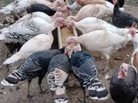 Turkeys — Foto 2