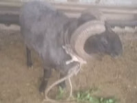 Bélier, Moutons — photo 4