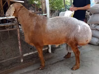 Bélier, Moutons — photo 1