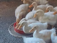 Ducks — 写真 2