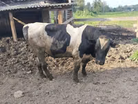 Boğa, Holstein ırkı — foto 3