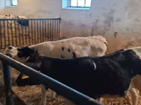 雄牛, Russian Black pied cattle — 写真 2