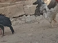 Chickens — Foto 2