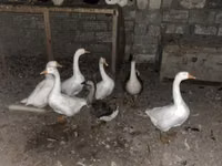 Geese — foto 2