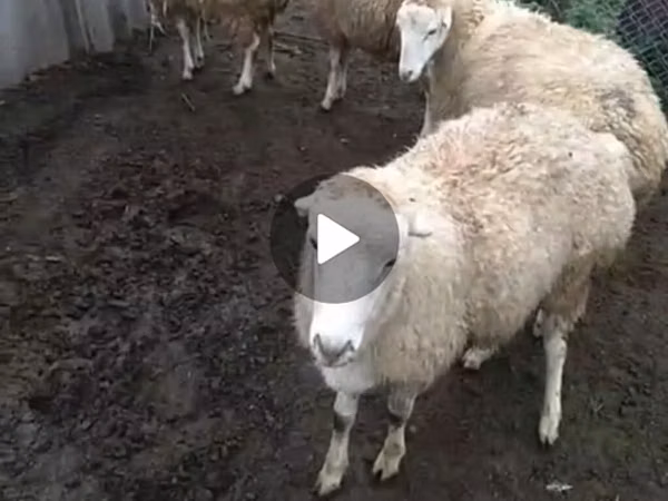 母羊, Sheep