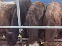Bull, Simmental cattle — photo 5
