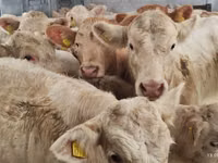 Rinder (Partie, Geschlecht nicht angegeben), Charolais cattle — Foto 4