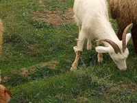 Ешкі, Saanen goat — 1-сурет