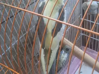 Məhsul: Nimfa (Cockatiel) cütü və qəfəs dəsti Təsvir: - Şəkillərdə — Foto 3