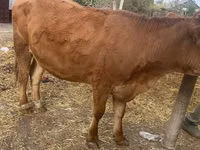 İnek, Swiss cattle — foto 2