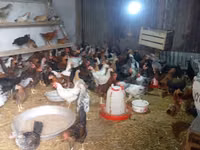 Chickens — Foto 3