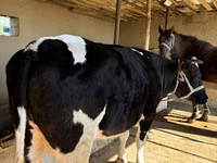 İnek, Russian Black pied cattle — foto 6