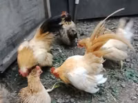 Bantam — zdjęcie 2