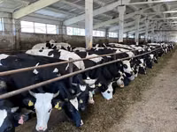 雌牛, Yaroslavl cattle — 写真 2
