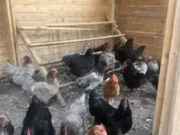 Australorp — foto 2