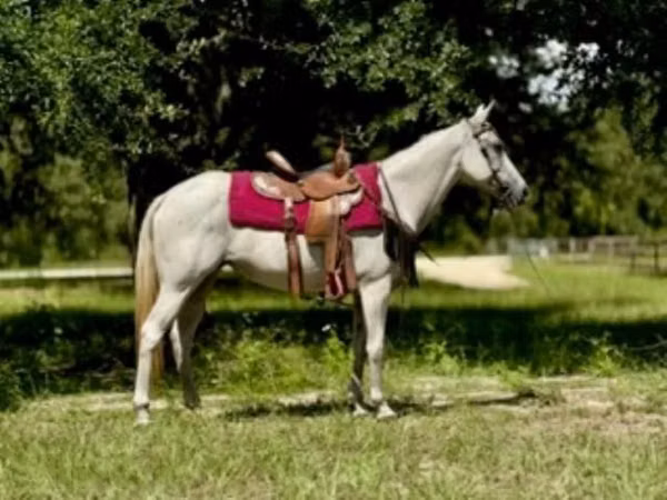 Jument, Quarter Horse