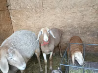 Qoʻy, Arashan sheep — 2-rasm