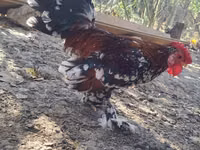 Chickens — الصورة 2