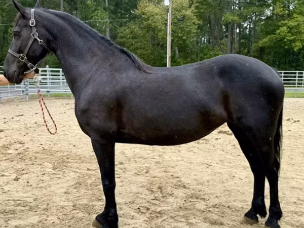 Toychoq, Friesian