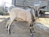 Kozel, Alpine goat — foto 3