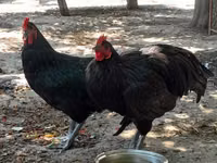 Australorp — foto 7