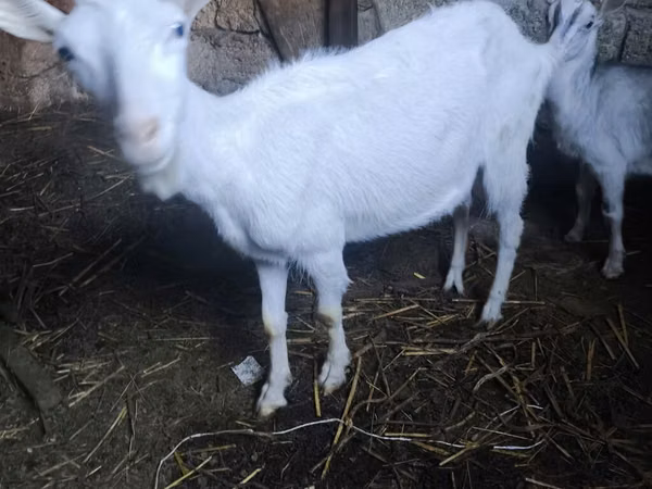თხა, Alpine goat