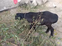 Owca, Hissar sheep — zdjęcie 2