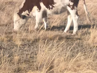 Taureau, Swiss cattle — photo 2