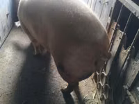 Sow, Pigs — photo 2