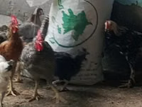 Chickens — Foto 2
