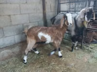 母山羊, Goats — 照片 4