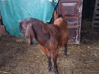 Kozioł, Kozy — zdjęcie 3