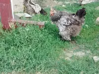 Brahma — foto 4